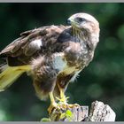 - Junger Mäusebussard _ ( Buteo buteo )