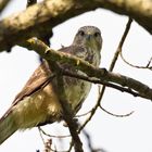 Junger Mäusebussard (Buteo buteo)