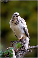 - Junger Mäusebussard - ( Buteo buteo )