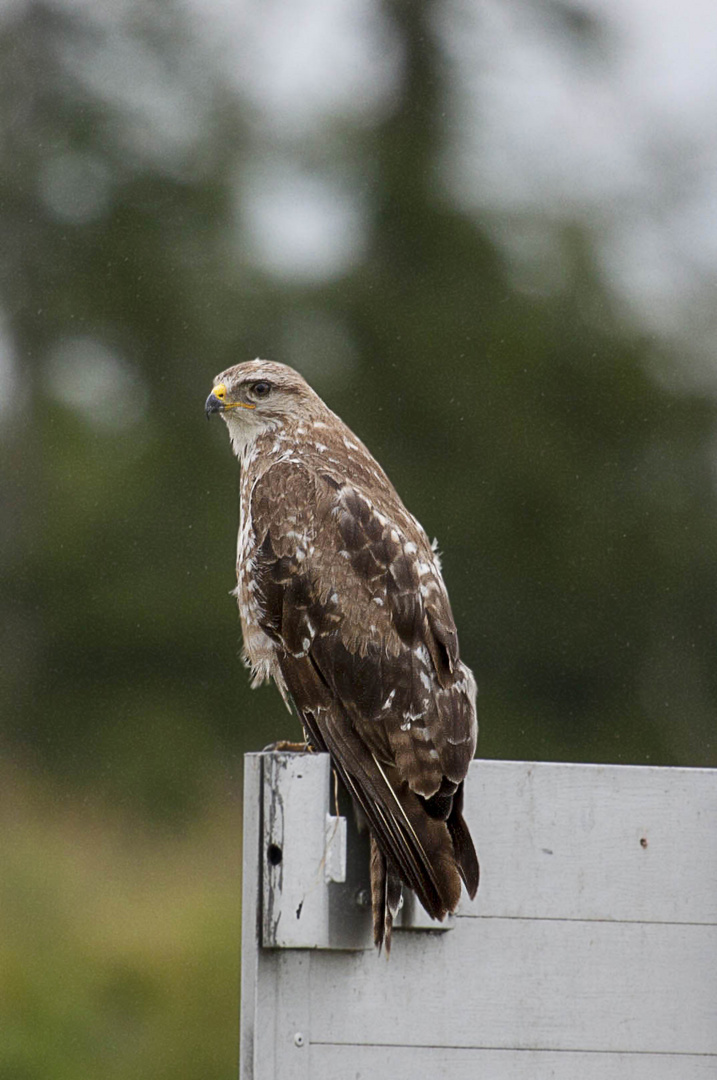 Junger Mäusebussard - buteo buteo