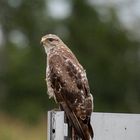 Junger Mäusebussard - buteo buteo