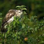 Junger Mäusebussard im Apfelbaum