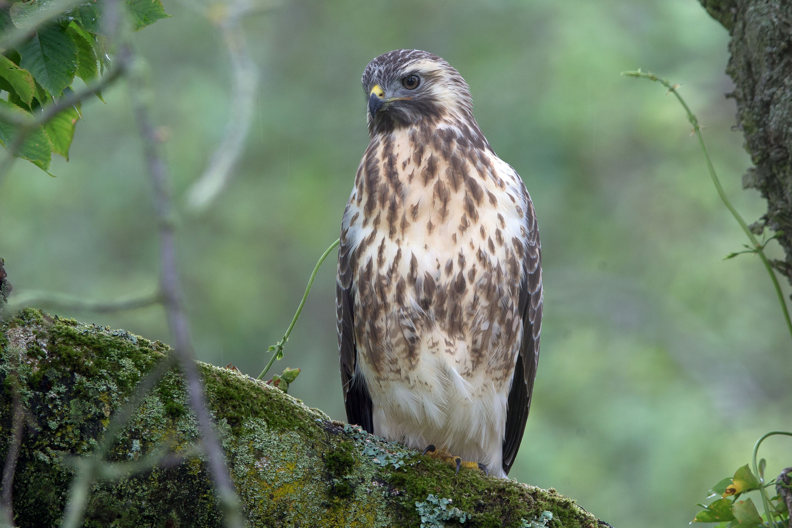 Junger Mäusebussard in leichtem Nieselregen