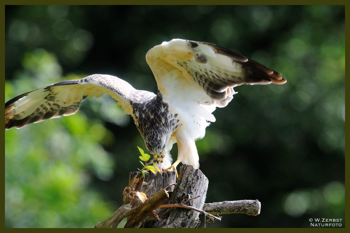 - Junger Mäusebussard Nr. 7 an seinem Luder - ( Buteo buteo )