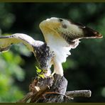 - Junger Mäusebussard Nr. 7 an seinem Luder - ( Buteo buteo )