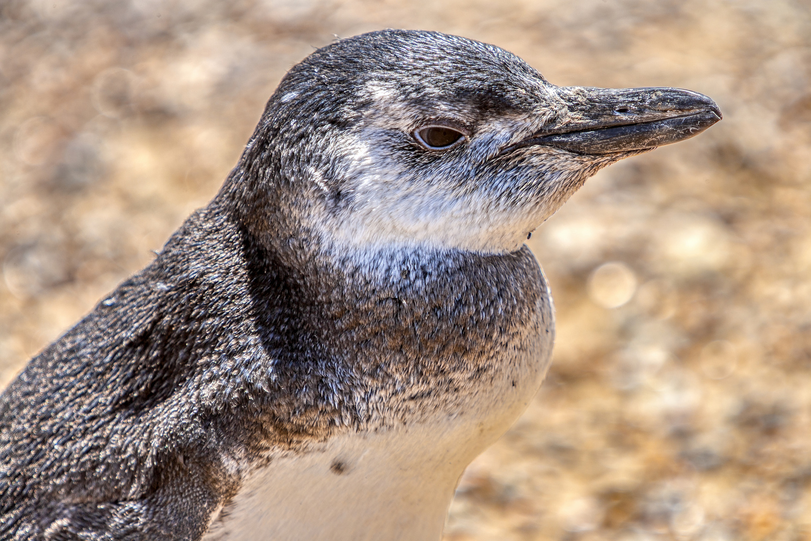 Junger Magellan-Pinguin