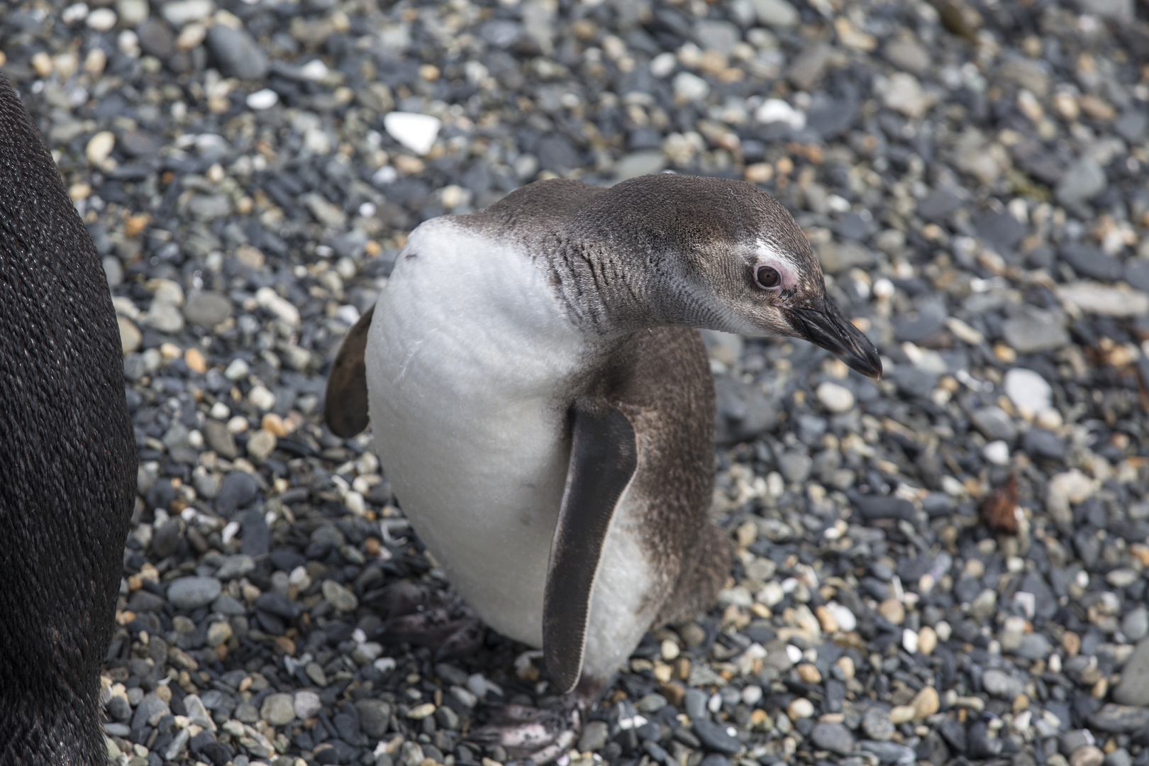 Junger Magellanpinguin