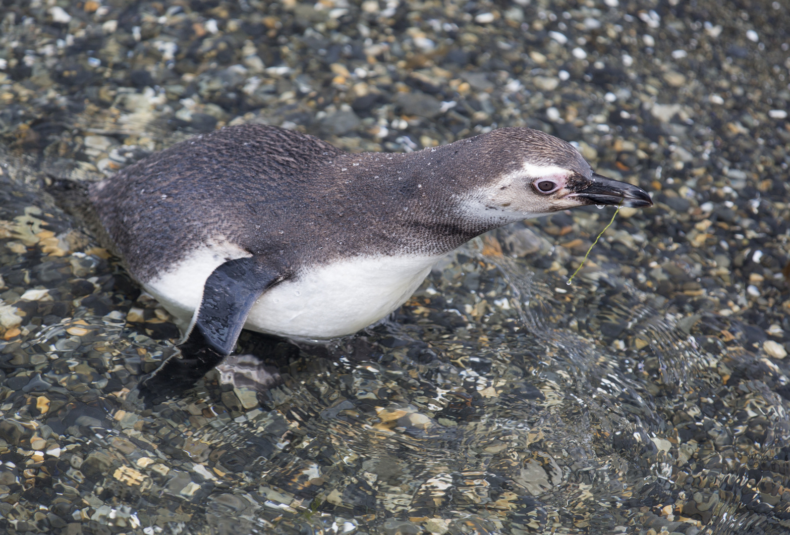 Junger Magellanpinguin mit Gras im Schnabel