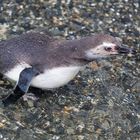 Junger Magellanpinguin mit Gras im Schnabel