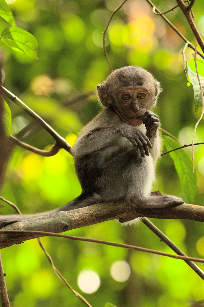 junger Makake - MacRitchie Reservoir Park Singapore