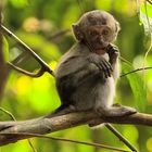 junger Makake - MacRitchie Reservoir Park Singapore