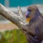 Junger Mandrill