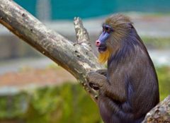 Junger Mandrill