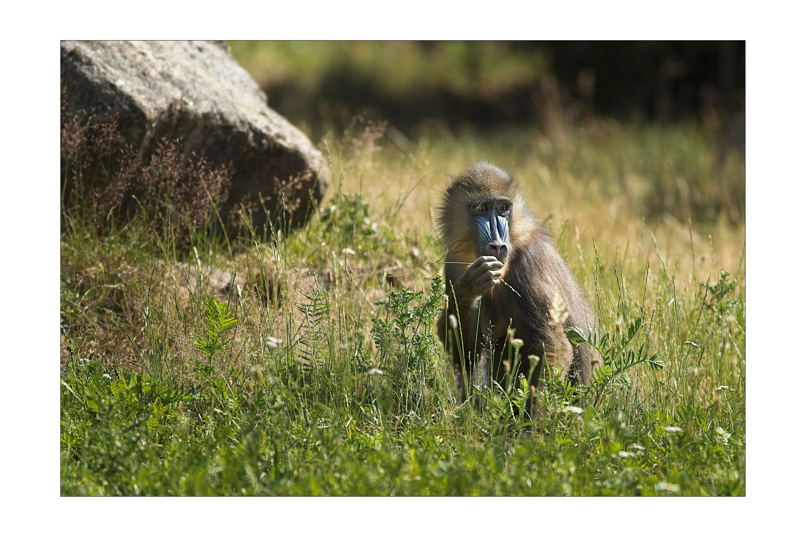 Junger Mandrill !