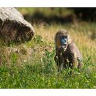 Junger Mandrill !