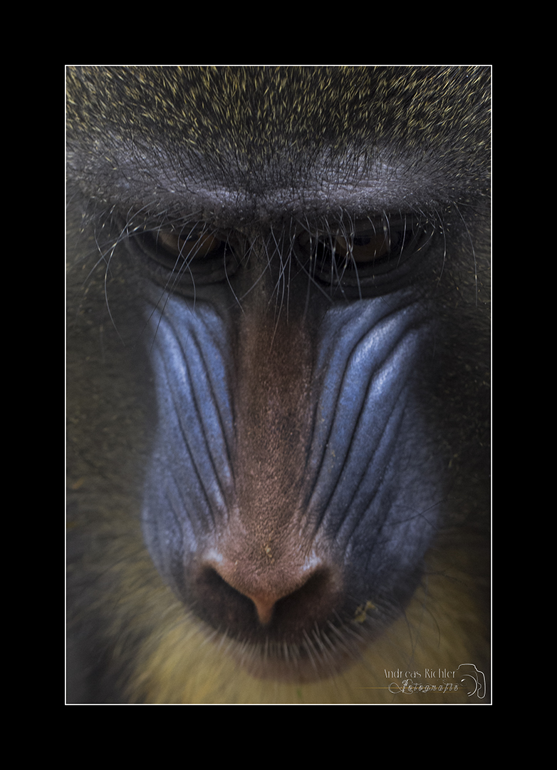 Junger Mandrill