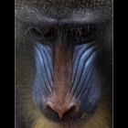 Junger Mandrill