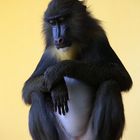 Junger MANDRILL - Alles im Blick