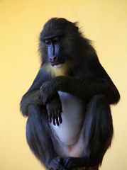 Junger MANDRILL - Alles im Blick