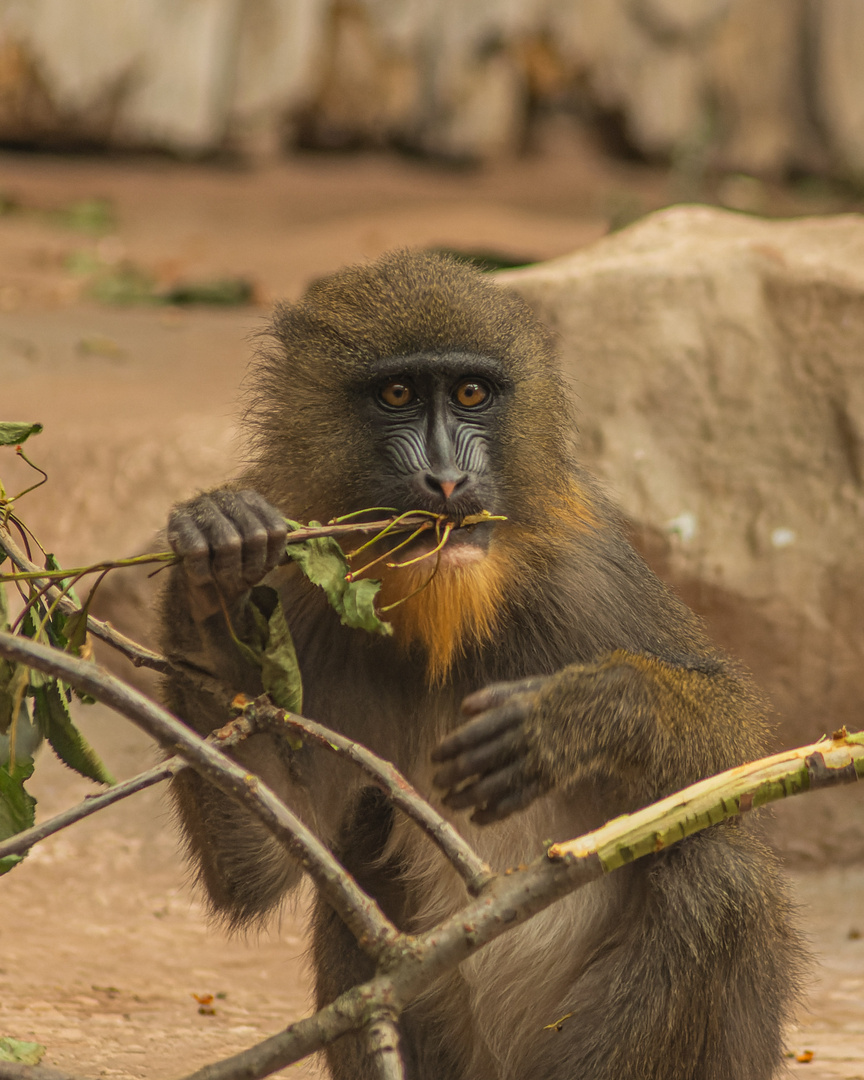 Junger Mandrill