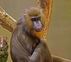 Junger Mandrill