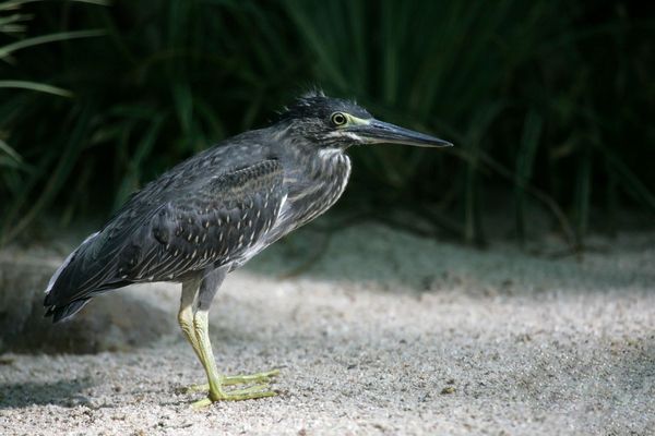 Junger Mangrovenreiher