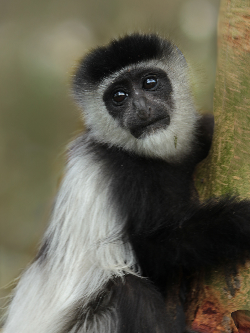 Junger Mantelaffe oder Guereza, beobachtet in Kenia