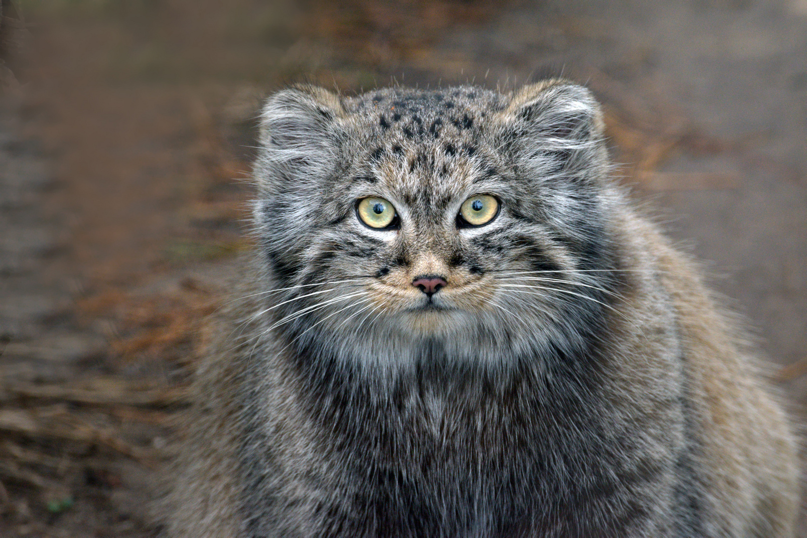 junger Manul