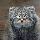 junger Manul