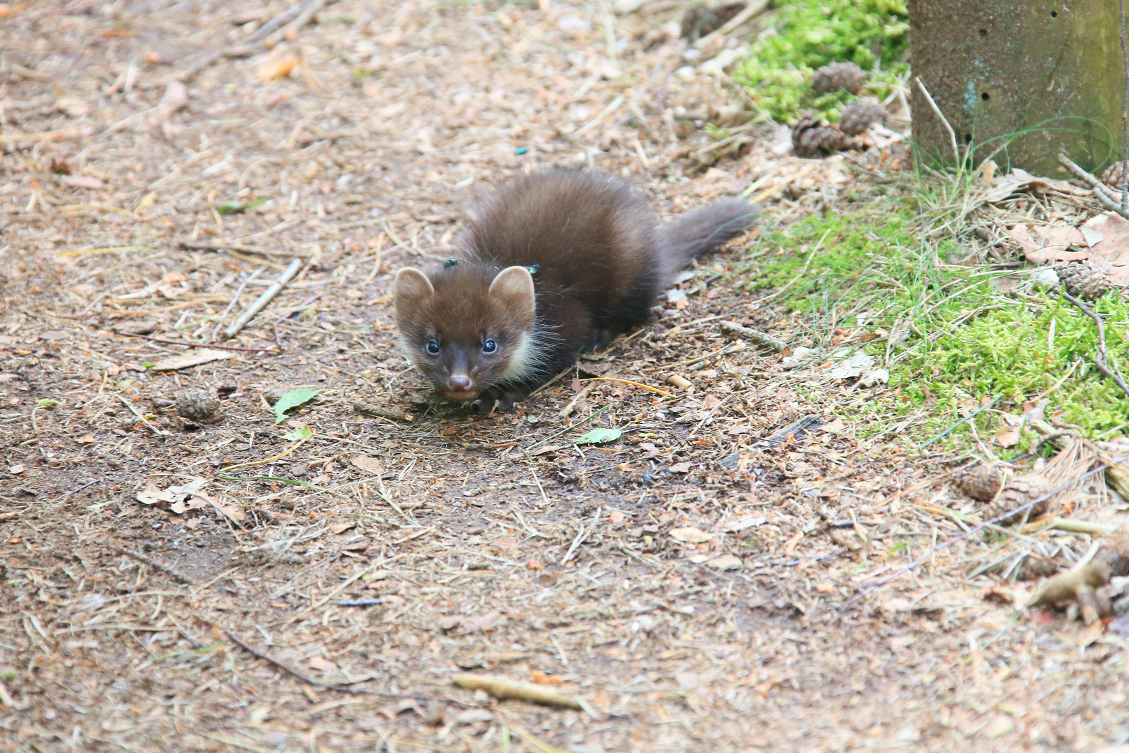 junger Marder auf Entdeckunstour