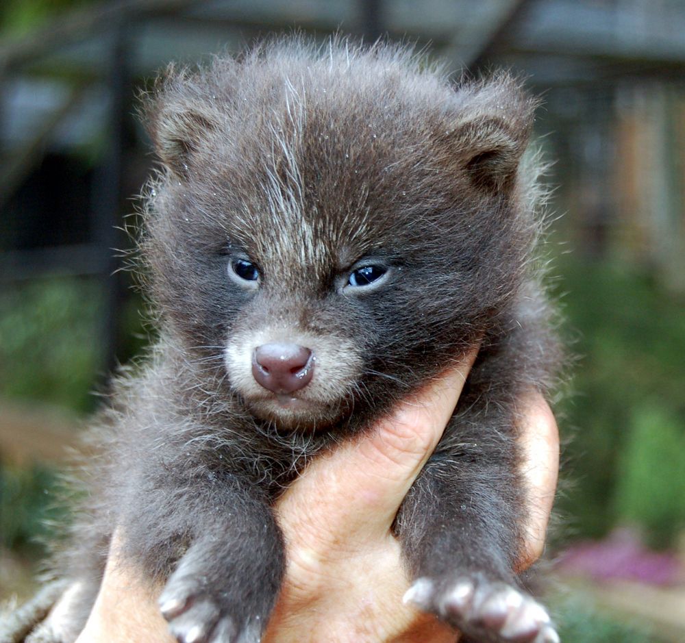 junger Marderhund Foto & Bild | tiere, natur Bilder auf fotocommunity