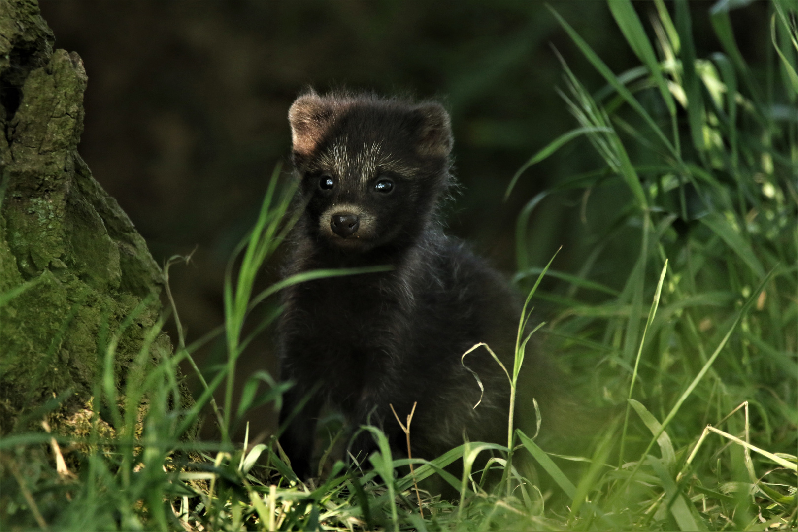 Junger Marderhund am Bau