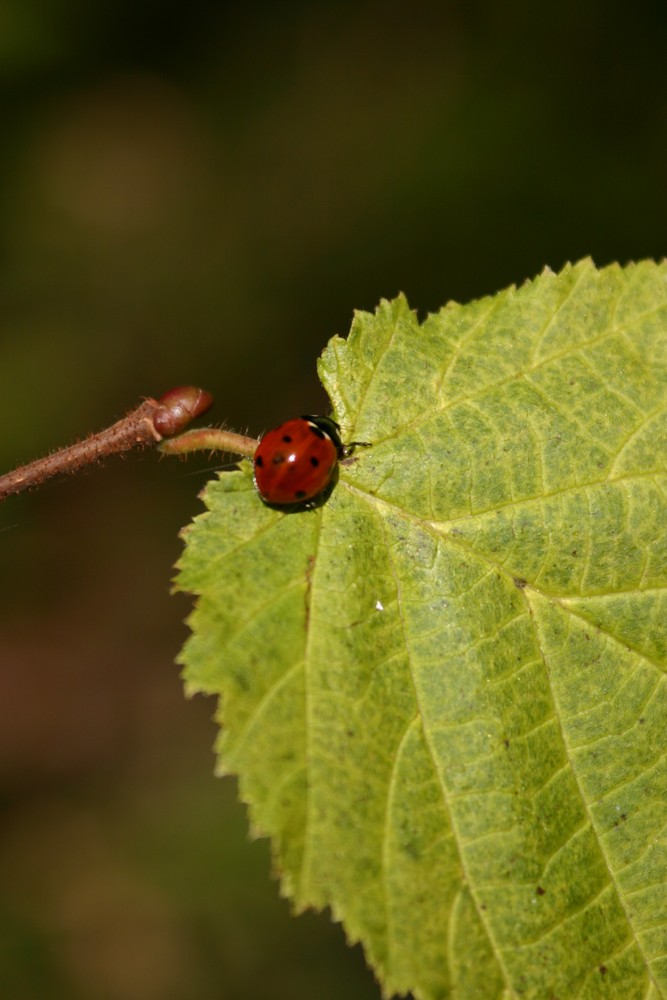 junger Marienkäfer