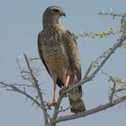 junger mir nicht bekannter Greifvogel im Etoscha-NP