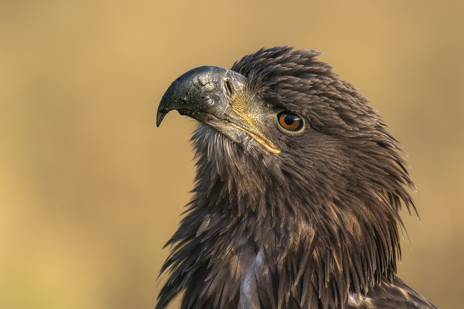 Junger, misstrauischer Seeadler.