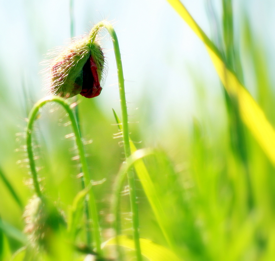 junger Mohn