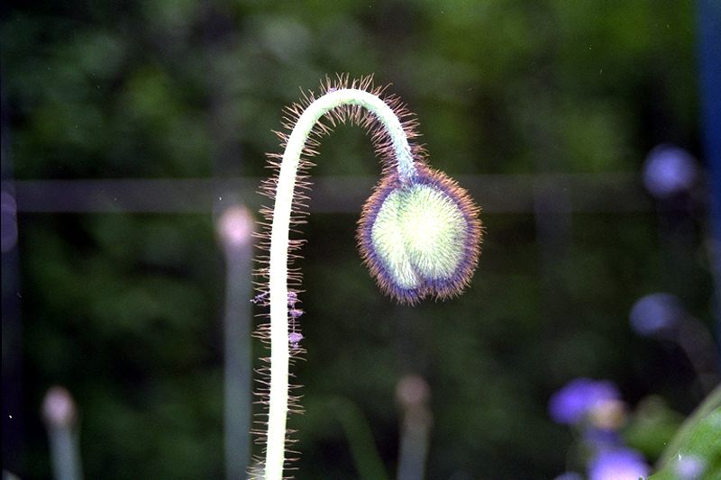 Junger Mohn