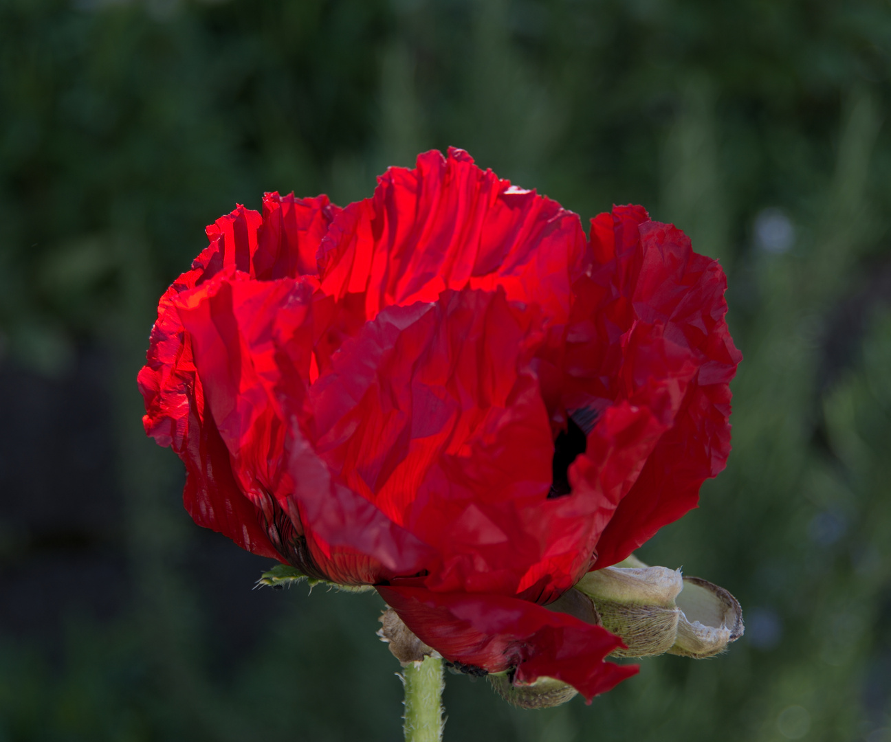 junger Mohn im Morgenlicht