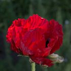 junger Mohn im Morgenlicht