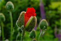 Junger Mohn....bald kommt die Zeit wieder