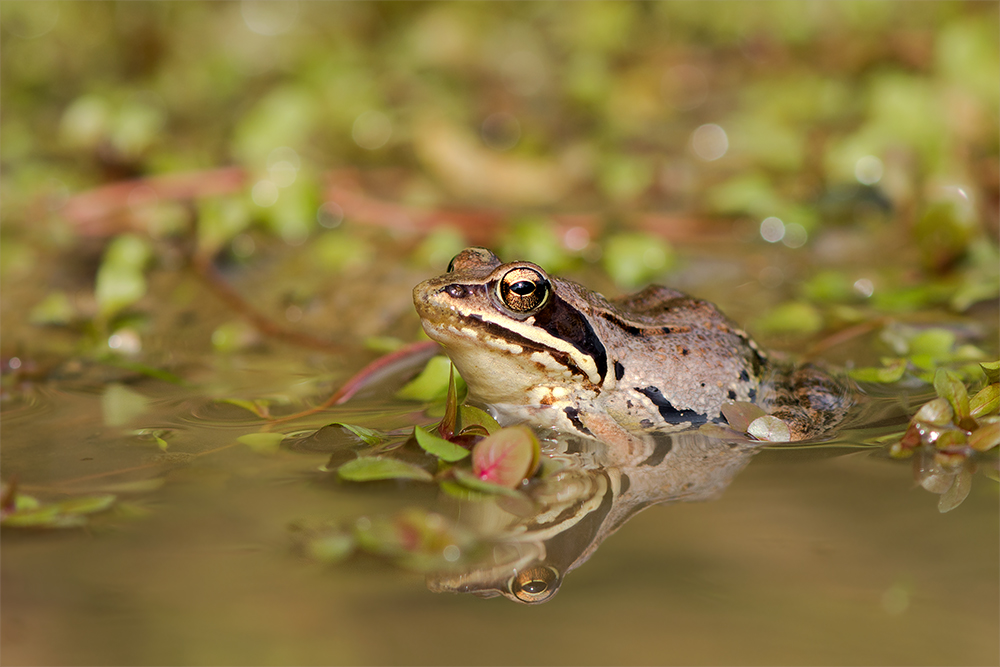 Junger Moorfrosch