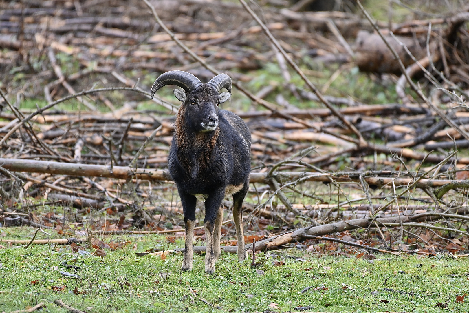 Junger Muffelbock