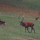 Junger Muffelwidder auf Besuch im Brunftrudel