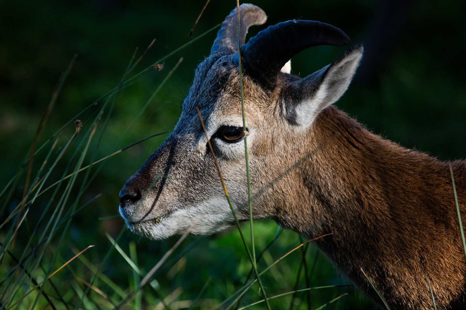 junger Mufflonbock