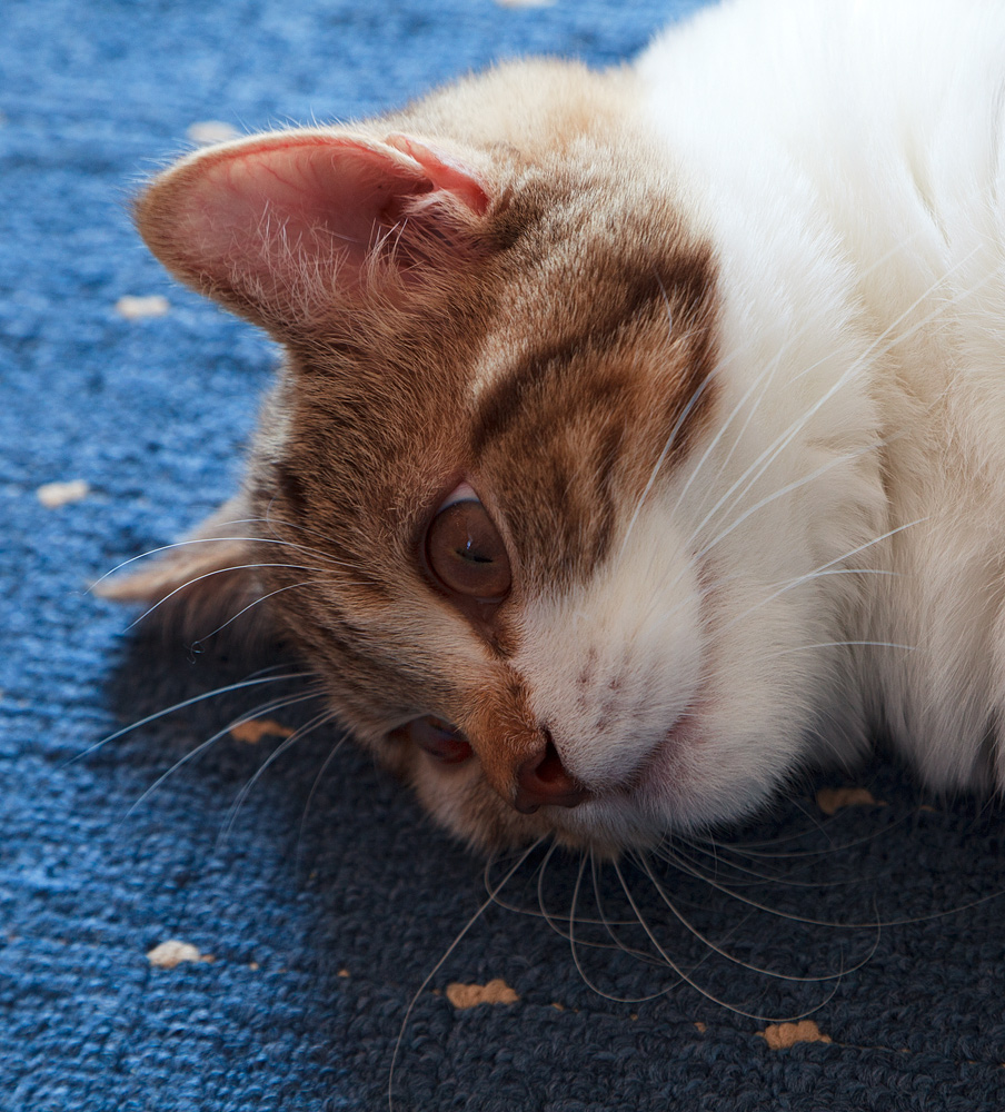 Junger, nachdenklicher Kater auf Auslegeware