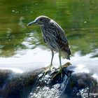 Junger Nachtreiher am Fluss nahe Denver 20130918 