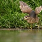 Junger Nachtreiher beim Abflug