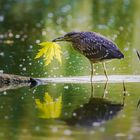 Junger Nachtreiher beim Fischen