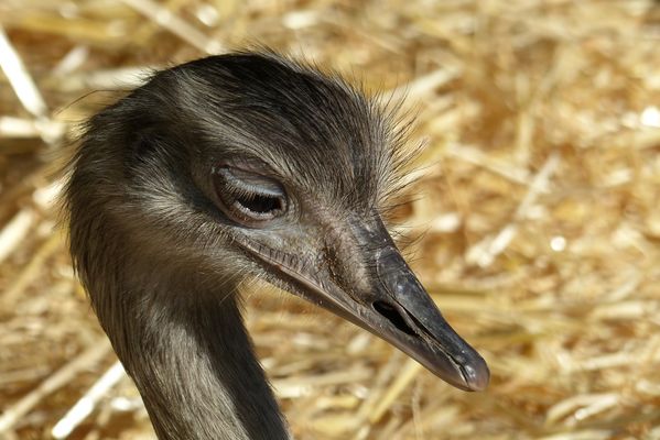 Junger Nandu - Oktober 2015