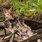 Junger neugieriger Rotfuchs